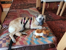 JAMARA, Hund, Mischlingshund in Zirndorf - Bild 3