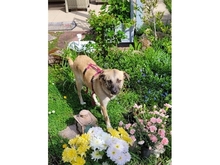 JAMARA, Hund, Mischlingshund in Zirndorf - Bild 4