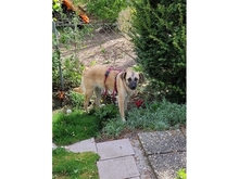 JAMARA, Hund, Mischlingshund in Zirndorf - Bild 5