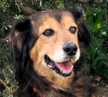 SALLY, Hund, Mischlingshund in Italien