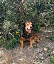 SALLY, Hund, Mischlingshund in Italien - Bild 2