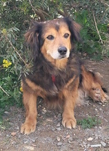 SALLY, Hund, Mischlingshund in Italien - Bild 3