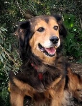 SALLY, Hund, Mischlingshund in Italien - Bild 4