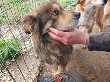MARLEY, Hund, Mischlingshund in Rumänien - Bild 2