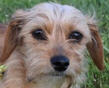 LYA, Hund, Yorkshire Terrier-Mix in Ungarn - Bild 1