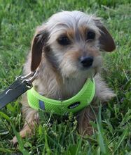 LYA, Hund, Yorkshire Terrier-Mix in Ungarn - Bild 2