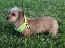 LYA, Hund, Yorkshire Terrier-Mix in Ungarn - Bild 3