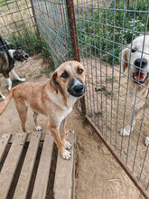 PÜPPI, Hund, Mischlingshund in Rumänien - Bild 1