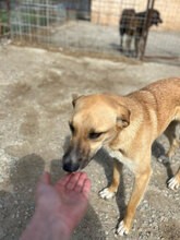 PÜPPI, Hund, Mischlingshund in Rumänien - Bild 3