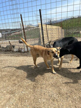 PÜPPI, Hund, Mischlingshund in Rumänien - Bild 4