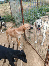 PÜPPI, Hund, Mischlingshund in Rumänien - Bild 5
