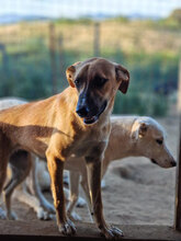 PÜPPI, Hund, Mischlingshund in Rumänien - Bild 7