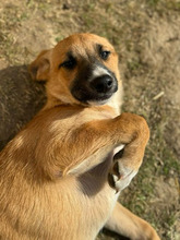 PÜPPI, Hund, Mischlingshund in Rumänien - Bild 8
