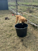 PÜPPI, Hund, Mischlingshund in Rumänien - Bild 9
