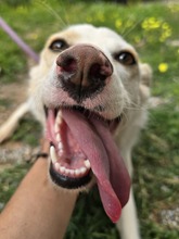 TSCHEMMA, Hund, Mischlingshund in Gummersbach - Bild 2