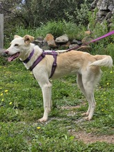 TSCHEMMA, Hund, Mischlingshund in Gummersbach - Bild 4