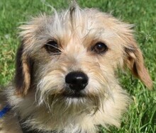 LEON, Hund, Yorkshire Terrier-Mix in Ungarn - Bild 1