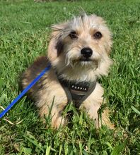 LEON, Hund, Yorkshire Terrier-Mix in Ungarn - Bild 2