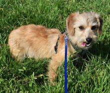 LEON, Hund, Yorkshire Terrier-Mix in Ungarn - Bild 3