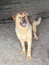 PANIMO, Hund, Deutscher Schäferhund in Rumänien - Bild 1