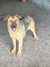 PANIMO, Hund, Deutscher Schäferhund in Rumänien - Bild 2