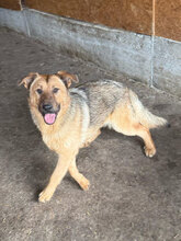 PANIMO, Hund, Deutscher Schäferhund in Rumänien - Bild 3