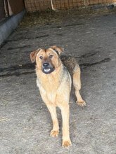 PANIMO, Hund, Deutscher Schäferhund in Rumänien - Bild 4