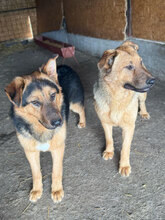 PANIMO, Hund, Deutscher Schäferhund in Rumänien - Bild 5