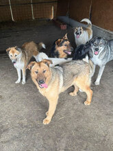 PANIMO, Hund, Deutscher Schäferhund in Rumänien - Bild 6