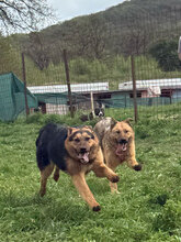 PANIMO, Hund, Deutscher Schäferhund in Rumänien - Bild 7
