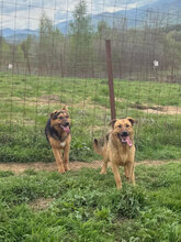 PANIMO, Hund, Deutscher Schäferhund in Rumänien - Bild 8