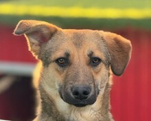 PIPPIN, Hund, Mischlingshund in Rumänien - Bild 1