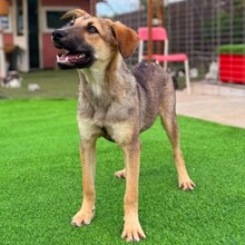 PIPPIN, Hund, Mischlingshund in Rumänien - Bild 10