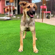 PIPPIN, Hund, Mischlingshund in Rumänien - Bild 11