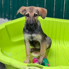 PIPPIN, Hund, Mischlingshund in Rumänien - Bild 12