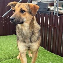 PIPPIN, Hund, Mischlingshund in Rumänien - Bild 13