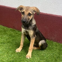 PIPPIN, Hund, Mischlingshund in Rumänien - Bild 2