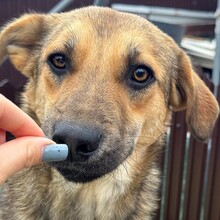 PIPPIN, Hund, Mischlingshund in Rumänien - Bild 4