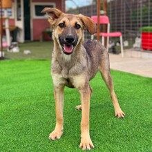 PIPPIN, Hund, Mischlingshund in Rumänien - Bild 5