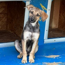 PIPPIN, Hund, Mischlingshund in Rumänien - Bild 6