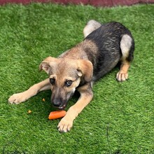 PIPPIN, Hund, Mischlingshund in Rumänien - Bild 7