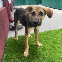 PIPPIN, Hund, Mischlingshund in Rumänien - Bild 8
