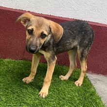 PIPPIN, Hund, Mischlingshund in Rumänien - Bild 9