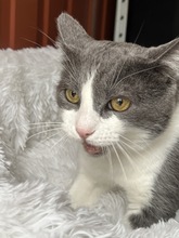 ATTILA, Katze, Hauskatze in Ungarn - Bild 2