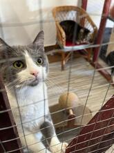 ATTILA, Katze, Hauskatze in Ungarn - Bild 3