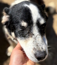 TAMARA, Hund, Mischlingshund in Italien
