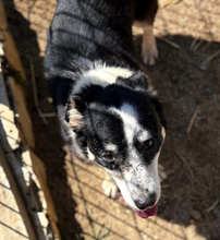 TAMARA, Hund, Mischlingshund in Italien - Bild 2
