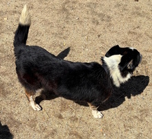 TAMARA, Hund, Mischlingshund in Italien - Bild 3
