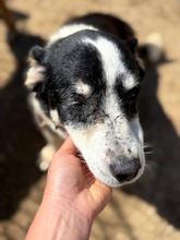 TAMARA, Hund, Mischlingshund in Italien - Bild 4