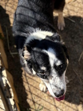 TAMARA, Hund, Mischlingshund in Italien - Bild 5